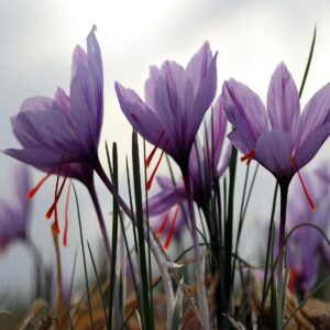 دانلود آهنگ بغل بغل یه دشت گل فقط (هوش مصنوعی) بغل بغل یه دشت گل فقط (هوش مصنوعی)