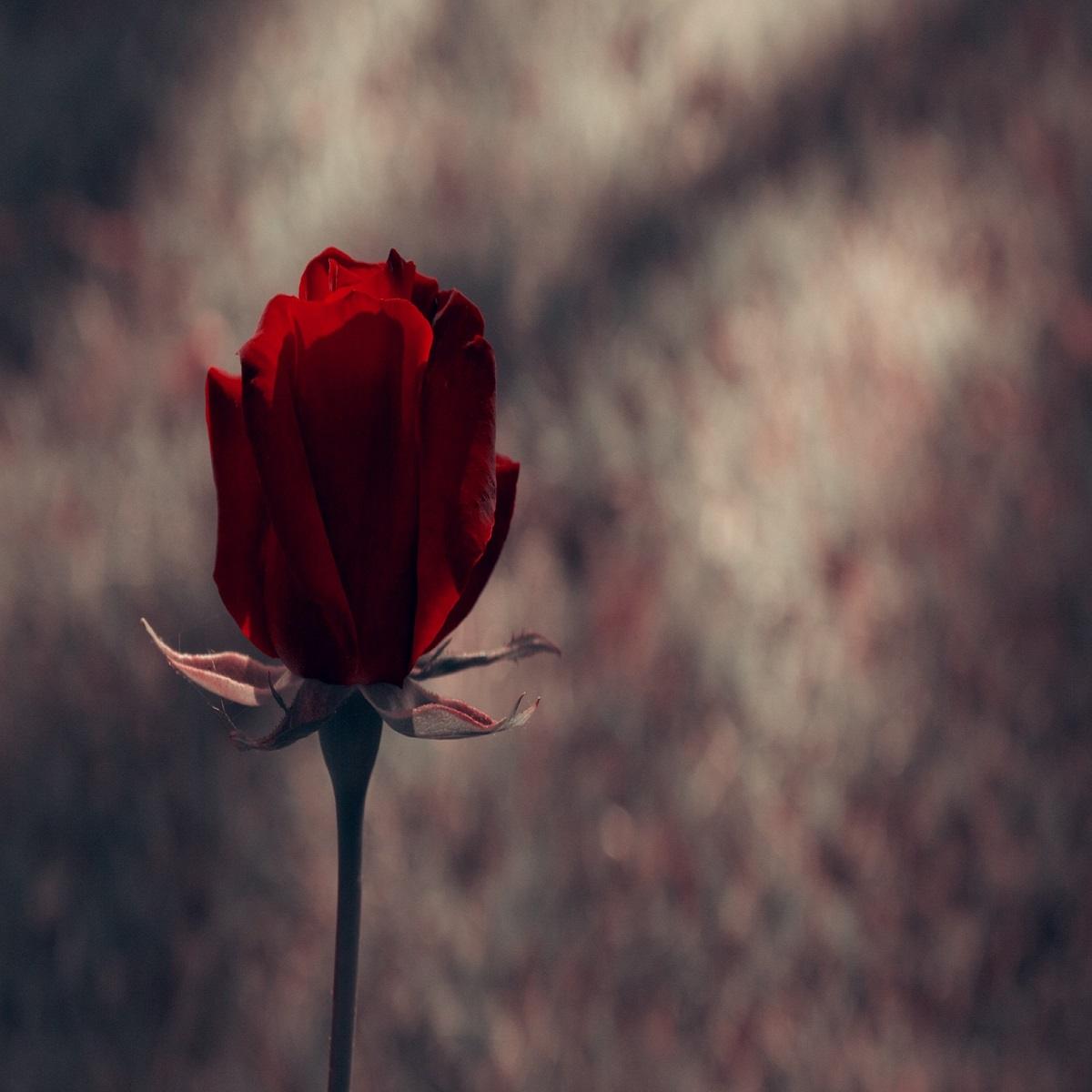 یه بت ازت ساختم تو این قلبم (هوش مصنوعی) از هایده